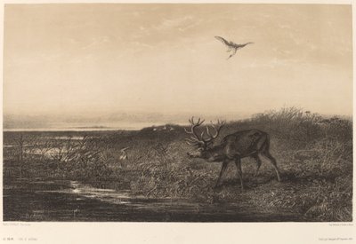 Boa noite. Veados e Garças. de Karl Bodmer