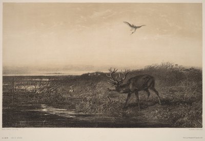 Le Soir.  Veados e garças de Karl Bodmer