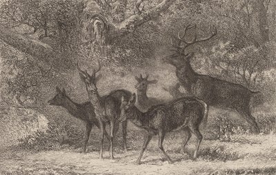 A manada. de Karl Bodmer