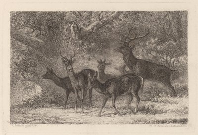 a manada de Karl Bodmer