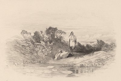 As Duas Garças. de Karl Bodmer