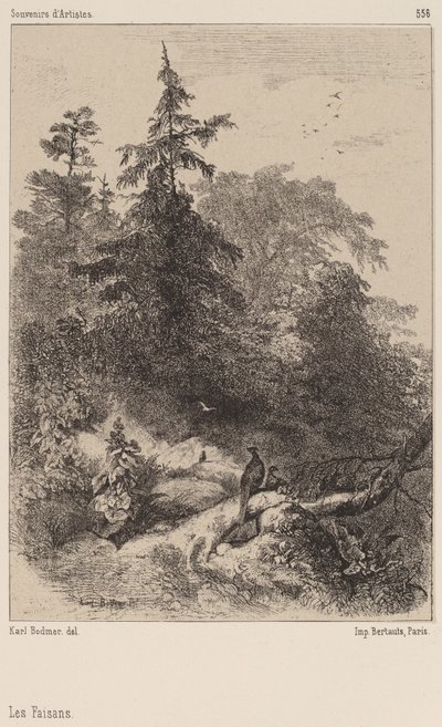 Faisões de Karl Bodmer