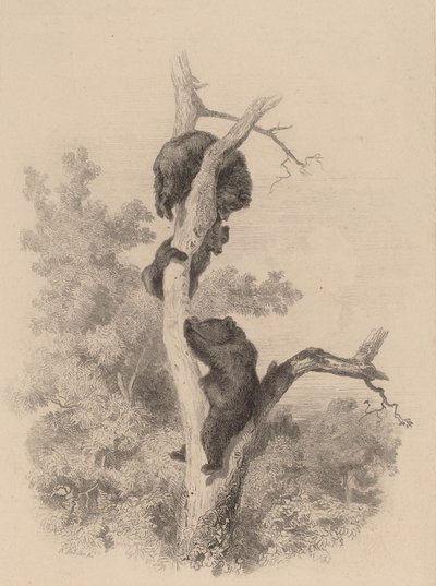 Os ursos. de Karl Bodmer