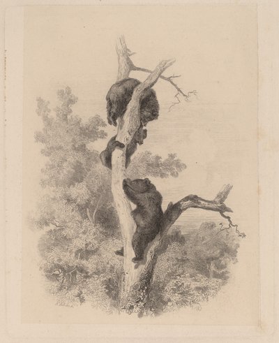 Les ours de Karl Bodmer