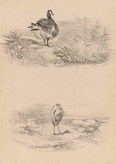 Oie, Heron. de Karl Bodmer