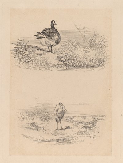 Oie, garça de Karl Bodmer