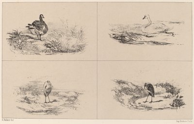 Gansos, cisnes, garças de Karl Bodmer