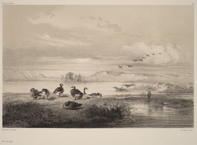 Gansos selvagens de Karl Bodmer