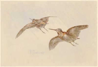 Galinholas em voo de Karl Bodmer