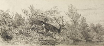 Veado no bosque de Karl Bodmer