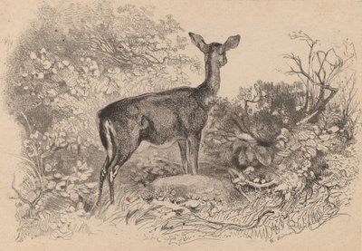 Uma corça. de Karl Bodmer