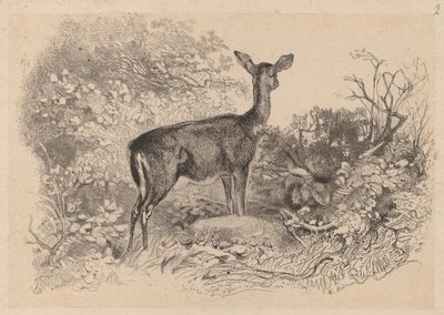 Une biche de Karl Bodmer