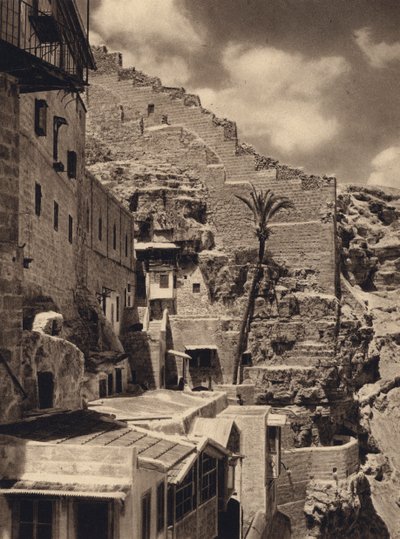 Mar Saba, Palma de São Sabas (foto a p/b) de Karl Grober