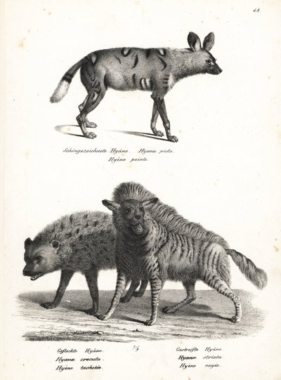 Cão selvagem africano, Lycaon pictus, em perigo de extinção, hiena manchada, Crocuta crocuta, e hiena listrada, Hyaena hyaena. Litografia de Karl Joseph Brodtmann de Heinrich Rudolf Schinz