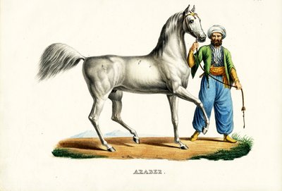 Cavalo árabe, 1824 de Karl Joseph Brodtmann