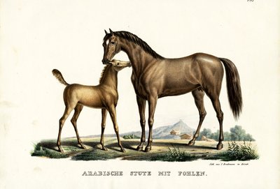 Cavalo árabe com aves, 1824 de Karl Joseph Brodtmann