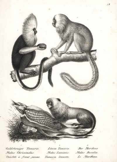 Mico de cabeça de búfalo, Callithrix flaviceps (em perigo) 1, e tamarin de leão dourado, Leontopithecus rosalia (em perigo) 2,3. Litografia de Karl Joseph Brodtmann de Heinrich Rudolf Schinz