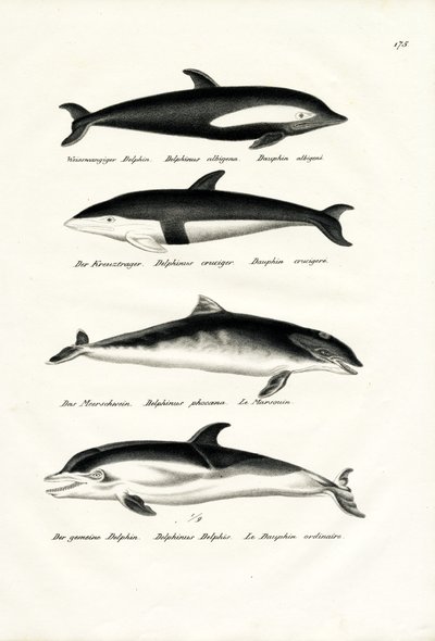 Diferentes tipos de golfinhos, 1824 de Karl Joseph Brodtmann