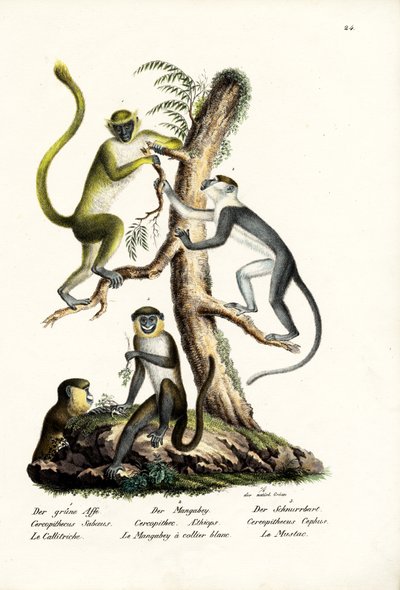Macaco Verde, 1824 de Karl Joseph Brodtmann