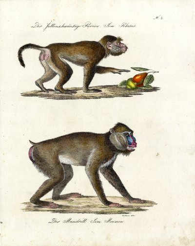  de Karl Joseph Brodtmann
