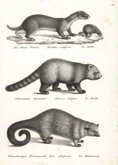 Menos doninha, Mustela nivalis 1, panda vermelho, Ailurus fulgens 2, vulnerável, e bearcat, Arctictis binturong 3, vulnerável. Litografia de Karl Joseph Brodtmann de Heinrich Rudolf Schinz