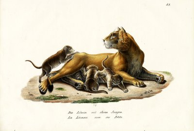 Leoa Com Filhotes, 1824 de Karl Joseph Brodtmann