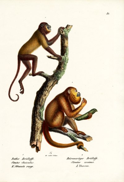 Macacos Vermelhos, 1824 de Karl Joseph Brodtmann