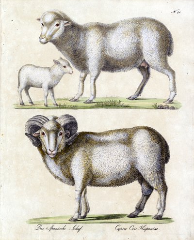  de Karl Joseph Brodtmann