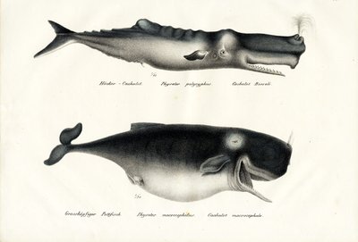 Baleias de esperma, 1824 de Karl Joseph Brodtmann