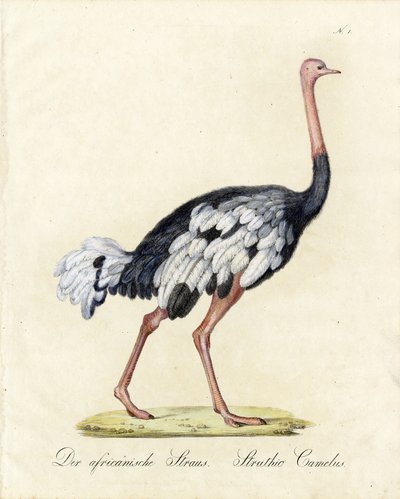 A avestruz africana (imprimir) de Karl Joseph Brodtmann