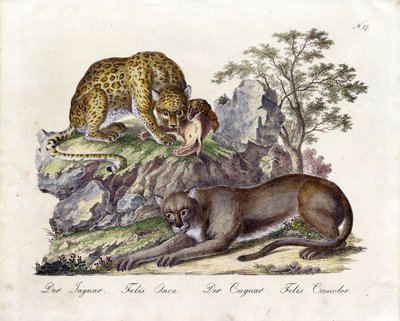 O Jaguar e o Cougar (impressão) de Karl Joseph Brodtmann