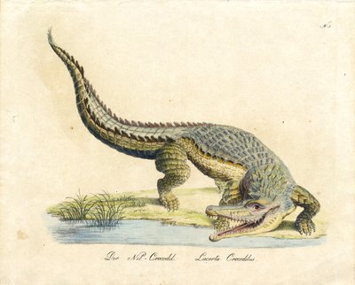 O Crocodilo do Nilo (impressão) de Karl Joseph Brodtmann