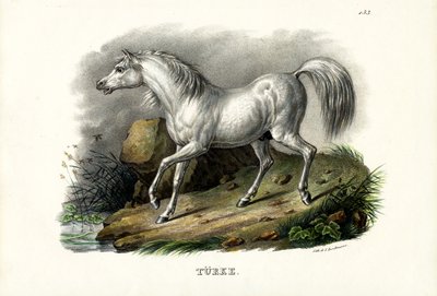Cavalo turco, 1824 de Karl Joseph Brodtmann