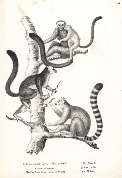 Lêmure de cabeça branca, Eulemur albifrons, macho e fêmea, em perigo 1, e lêmure de cauda anelar, Lemur catta, em perigo 2. Litografia de Karl Joseph Brodtmann de Heinrich Rudolf Schinz História Natural Ilustrada de Homens e Animais de Karl Joseph Brodtmann