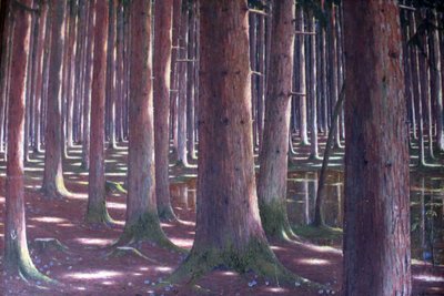 floresta de abeto de Karl Lambrecht