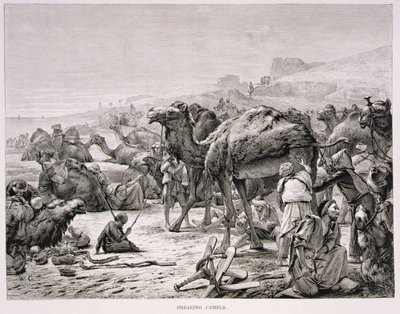Tosquiando camelos de Karl Wilhelm Gentz
