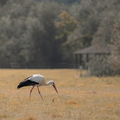 Pagode da Garça, 2021 (foto) de Katha Wood