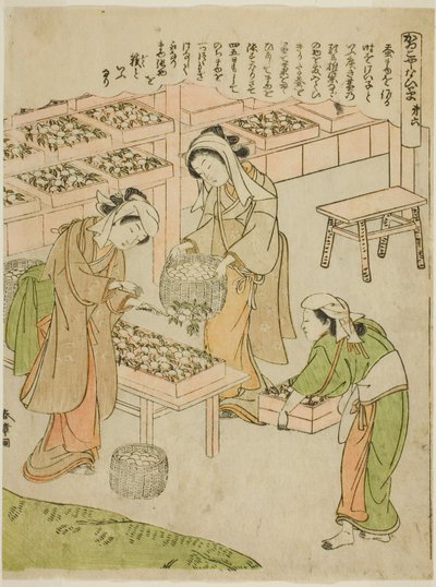 Placa 6 (Examinando os Casulos Recém-Fiados), da série "Kaiko Yashinai-gusa" de Katsukawa Shunsho