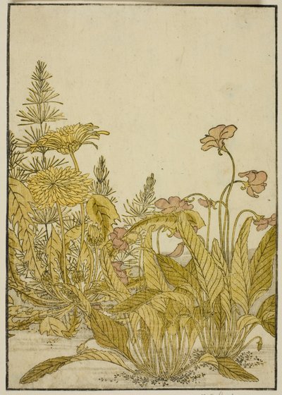 Flores da Primavera: Violetas e Dentes-de-leão, do livro "Espelho das Belas Mulheres dos Quartos do Prazer (Seiro bijin awase sugata kagami)", vol. 1 de Katsukawa Shunsho