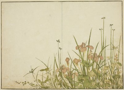 Summer Flowers: Iris and Water Bananas, do livro "Mirror of Beautiful Women of the Pleasure Quarters (Seiro bijin awase sugata kagami)", vol. 1 de Katsukawa Shunsho