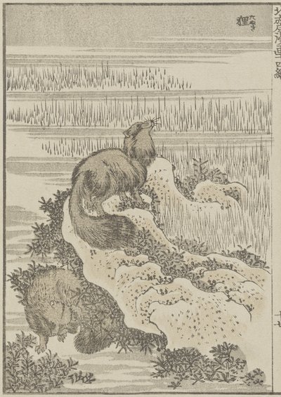 Badger, c. 1840 (impressão em xilogravura) de Katsushika Hokusai