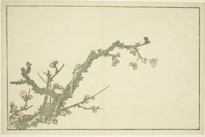 Ameixoeira em flor, de The Picture Book of Realistic Paintings of Hokusai (Hokusai shashin gafu), c.1814 (impressão xilográfica a cores (folha de álbum)) de Katsushika Hokusai