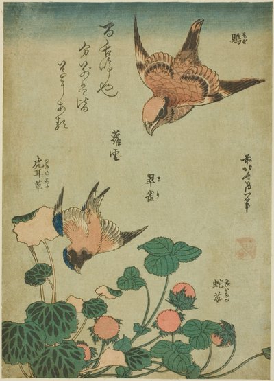Picanço-de-cabeça-de-touro e Bluebird com Saxifrage e Morango Silvestre (Mozu, ruri, yukinoshita, hebi-ichigo), de uma série sem título de flores e pássaros de Katsushika Hokusai