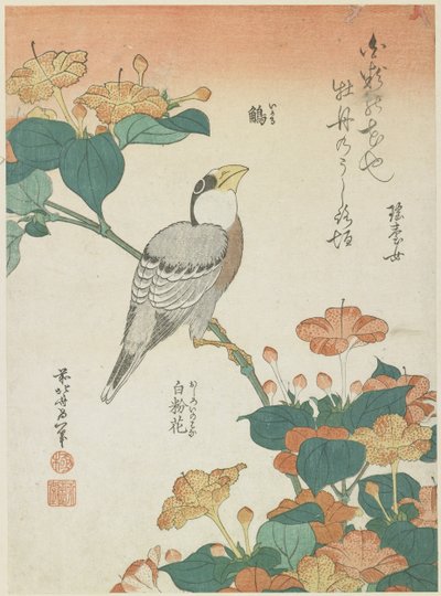 Grosbeak japonês e Four-o&39;cloks, c. 1833 de Katsushika Hokusai