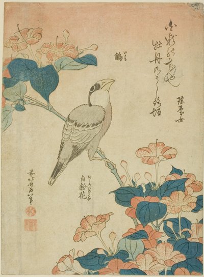 Grosbeak japonês e Marvel of Peru (Ikaru, oshiroi no hana), de uma série sem título de flores e pássaros de Katsushika Hokusai