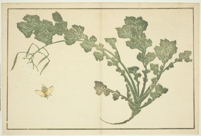 Caule de vespa e nabo, de "O livro ilustrado de pinturas realistas de Hokusai (Hokusai shashin gafu)" de Katsushika Hokusai