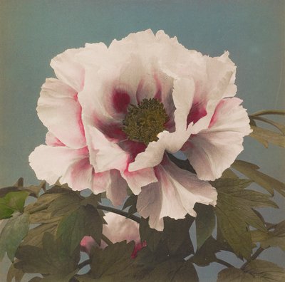 Paeony de Árvore de Kazumasa Ogawa