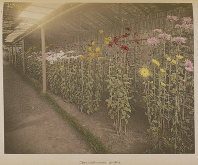 Jardim de crisântemos de Kazumasa Ogawa