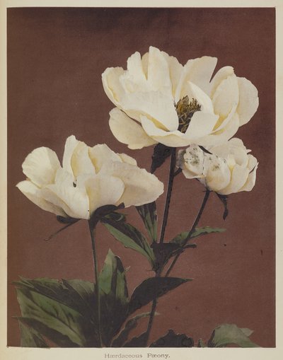 Peónia resistente de Kazumasa Ogawa