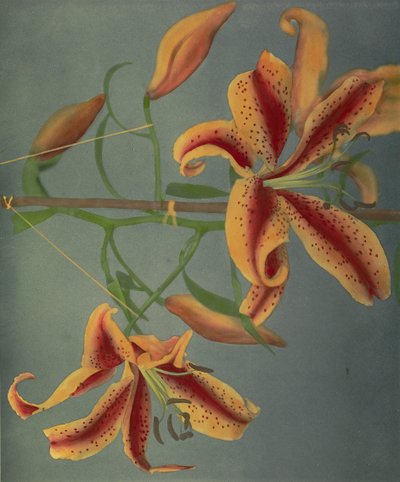Lily, 1896 (colotipo colorido à mão) de Kazumasa Ogawa